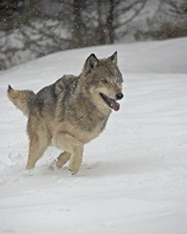 Images Dated 1st March 2008: Gray Wolf (Canis lupus) running in the snow in captivity, near Bozeman