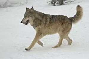 Images Dated 1st March 2008: Gray Wolf (Canis lupus) running in the snow in captivity, near Bozeman