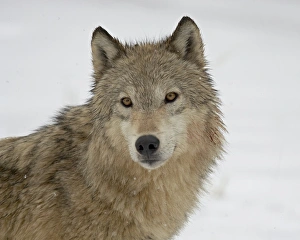 Images Dated 1st March 2008: Gray Wolf (Canis lupus) in snow in captivity, near Bozeman, Montana, United States of America, North