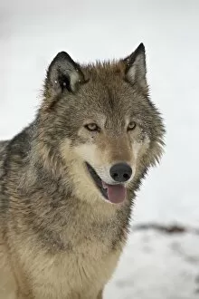 Gray Wolf (Canis lupus) in snow in captivity, near Bozeman, Montana, United States of America, North