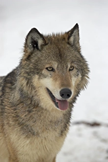 Gray Wolf (Canis lupus) in snow in captivity, near Bozeman, Montana, United States of America, North America Images Dated 1st March 2008: Gray Wolf (Canis lupus) in snow in captivity, near Bozeman, Montana, United States of America, North