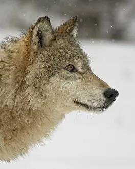 Gray wolf (Canis lupus) in snow, near Bozeman, Montana, United States of America