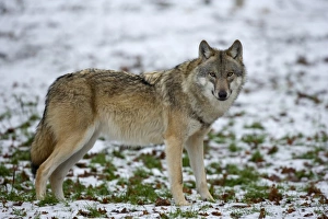 Gray wolf (grey wolf)