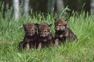 Side By Side Prints: Gray wolf pups (Canis lupus)