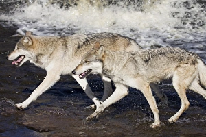 Anticipation Prints: Two gray wolves (Canis lupus) running through water