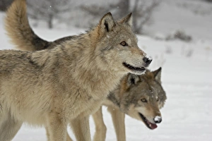 Images Dated 1st March 2008: Two Gray Wolves (Canis lupus) in the snow in captivity, near Bozeman, Montana