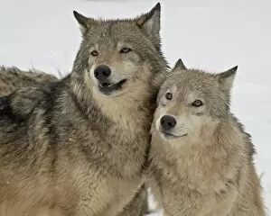 Two Gray Wolves (Canis lupus) in the snow in captivity, near Bozeman, Montana