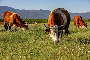 Grazing cattle in Zallq, Istog province, Kosovo