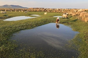 Ovis Aries Prints: Grazing herd of goats and sheep at sunrise, reflected goat drinks from pool in summer