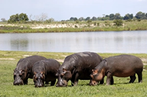 Unity Prints: Grazing hippos, Chobe National Park, Botswana, Africa