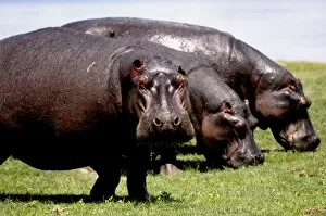 Images Dated 9th December 2008: Grazing hippos, Chobe National Park, Botswana, Africa