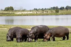 Images Dated 9th December 2008: Grazing hippos, Chobe National Park, Botswana, Africa