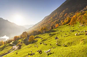 Large Group Of Animals Prints: Grazing of sheep in the meadows with a white dog in autumn, Soglio, Bregaglia valley
