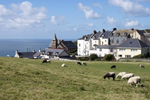 Farm Animal Prints: Grazing sheep, Mortehoe, Devon, England, United Kingdom, Europe