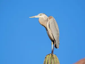 Body Prints: Great blue heron (Ardea herodias)