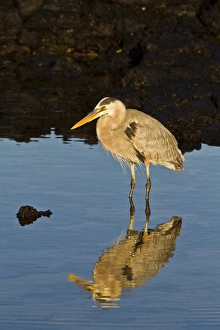 Santa Cruz Island Prints: Great blue heron (Ardea herodias)