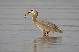 Images Dated 6th March 2009: Great blue heron (Ardea herodias) with a fish, Esquimalt Lagoon, Saanich