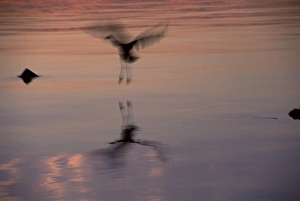 Pacific Northwest Prints: Great blue heron (Ardea herodius)
