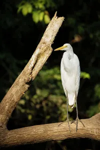 Alajuela Province Prints: Great blue Heron, Cano Negro, Alajuela Province, Costa Rica, Central America