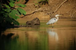 Alajuela Province Prints: Great blue Heron, Cano Negro, Alajuela Province, Costa Rica, Central America