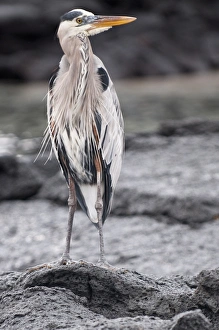 Images Dated 11th April 2010: Great blue heron, Espinosa Point, Isla Fernandina (Fernandina Island), Galapagos Islands