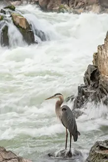 Maryland Prints: Great Blue Heron at Great Falls on the Potomac River near Potomac, Maryland