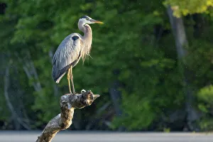Massachusetts Prints: Great Blue Heron, Massachusetts, New England, United States of America, North America