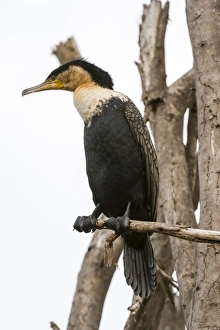 Sea Bird Prints: Great cormorant (Phalocrocorax carbo), Lake Naivasha, Kenya, East Africa, Africa