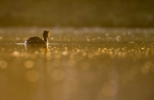 Water Bird Prints: Great Crested Grebe, Podiceps cristatus), Newcastle, United Kingdom, Europe