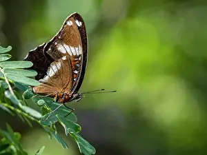 Entomology Prints: Great eggfly butterfly rests on a tree branch in Indonesia