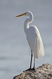 Great egret (Ardea alba) in breeding plumage, Sonny Bono Salton Sea National Wildlife Refuge Great egret (Ardea alba) in breeding plumage, Sonny Bono Salton Sea National Wildlife Refuge