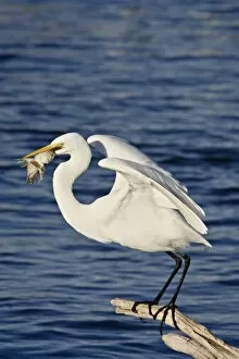 Great Egret (Ardea alba) with a fis h, s onny Bono s alton s ea National Wildlife Refuge