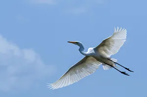 Spread Wings Prints: Great egret (Ardea alba) in flight, Lake Jipe, Tsavo West National Park, Kenya