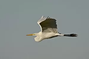 Images Dated 15th November 2008: Great egret (Ardea alba) in flight, Sonny Bono Salton Sea National Wildlife Refuge