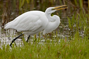 Great egret (Ardea alba) flipping prey in its beak, San Jacinto Wildlife Area
