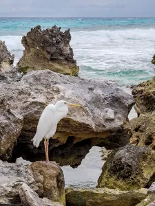 Shorebird Prints: Great egret (Ardea alba), Punta Cancun, Cancun, Quintana Roo State, Mexico