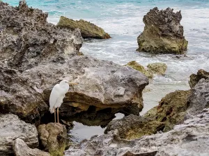 Quintana Prints: Great egret (Ardea alba), Punta Cancun, Cancun, Quintana Roo State, Mexico
