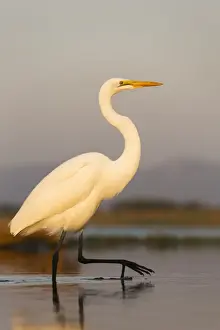 Wading Prints: Great egret (Ardea alba), Zimanga private game reserve, KwaZulu-Natal, South Africa
