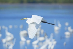 Images Dated 21st November 2007: Great Egret (Casmerodius albus) in flight, Sanibel Island, J. N