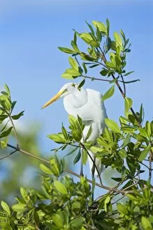 Great Egret (Casmerodius albus) on a tree, Sanibel Island, J. N. Ding Darling National Wildlife Refuge, Florida