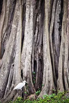 Anuradhapura Prints: Great egret (great white heron) (Ardea Alba) at Sri Maha Bodhi
