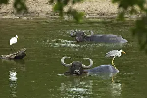 Buffalo Prints: Great egret, grey heron and buffalo in a pond at Kumana National Park