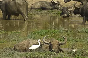 Buffalo Prints: Great egret and little bittern wading by buffalo in Kumana National Park