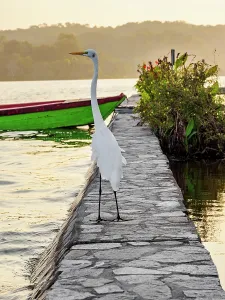 Beak Prints: Great egret stands by water edge at Flores Island lakefront during sunrise in Guatemala