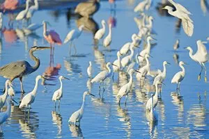 Images Dated 21st November 2007: Great egrets (Casmerodius albus), great blue heron (Ardea herodias) and roseate spoonbills