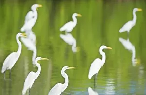 Images Dated 20th November 2007: Great Egrets (Casmerodius albus) in a pond looking for fish, Sanibel Island, J