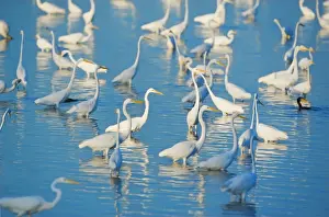 Great egrets (Casmerodius albus) looking for fish in pond, Sanibel Island, J