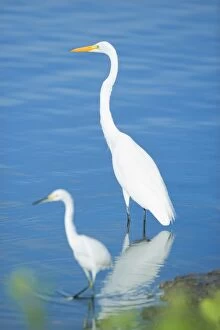 Images Dated 21st November 2007: Great Egrets (Casmerodius albus) in a pond, Sanibel Island, J. N