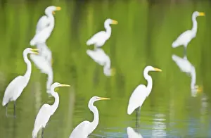 Great Egrets (Casmerodius albus) in a pond looking for fish, Sanibel Island, J