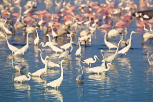 Great egrets (Casmerodius albus) and roseate spoonbills (Ajaia ajaja) looking for fish in pond